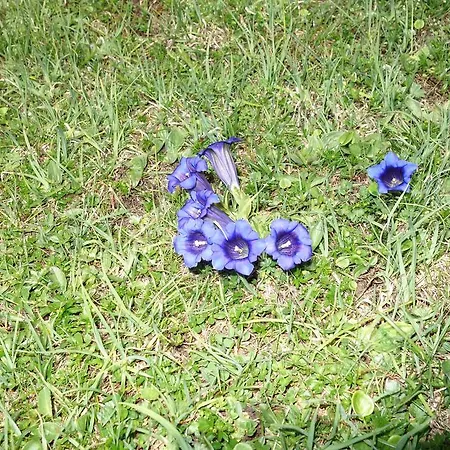 شقة Voglstaetter لوفر